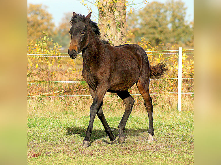 Paso Fino Étalon 1 Année 145 cm Bai brun foncé in Orvelte