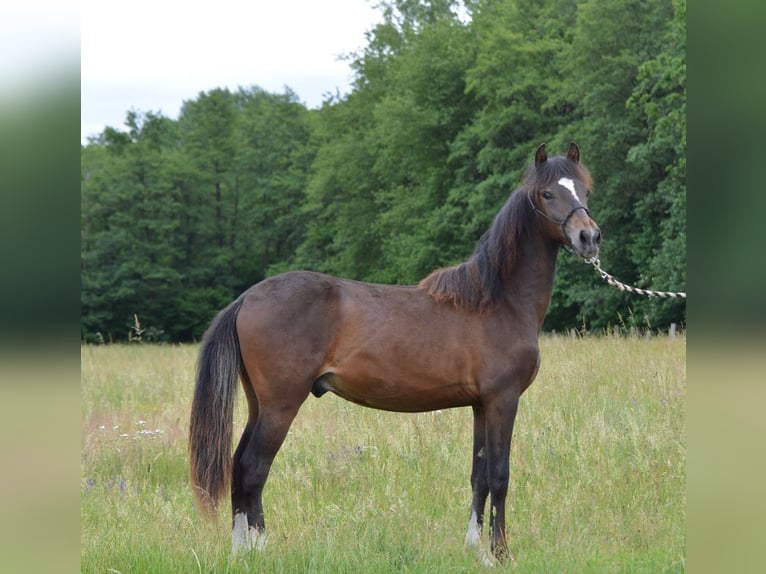 Paso Fino Étalon 1 Année 148 cm Bai in Wiesentheid