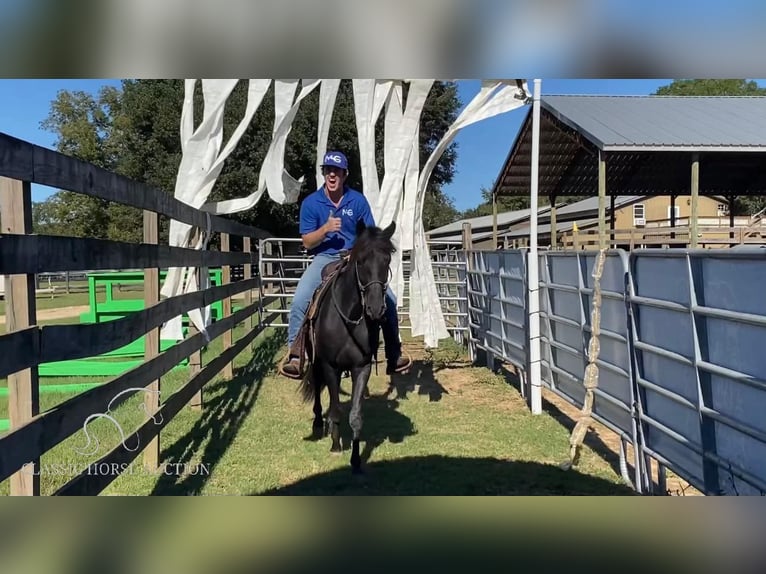 Paso Fino Étalon 2 Ans 142 cm Noir in Poplarville, MS