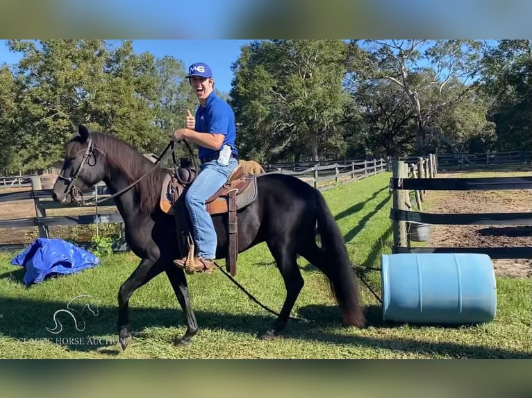 Paso Fino Étalon 2 Ans 142 cm Noir in Poplarville, MS