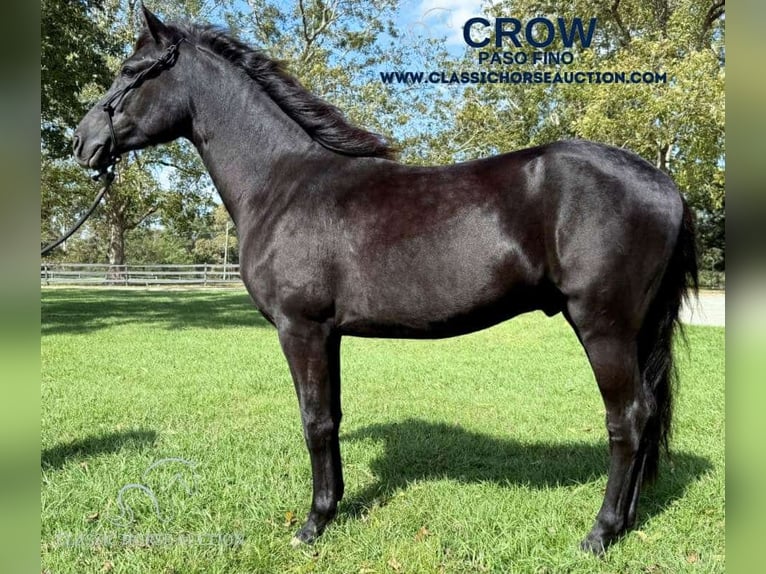 Paso Fino Étalon 2 Ans 142 cm Noir in Poplarville, MS