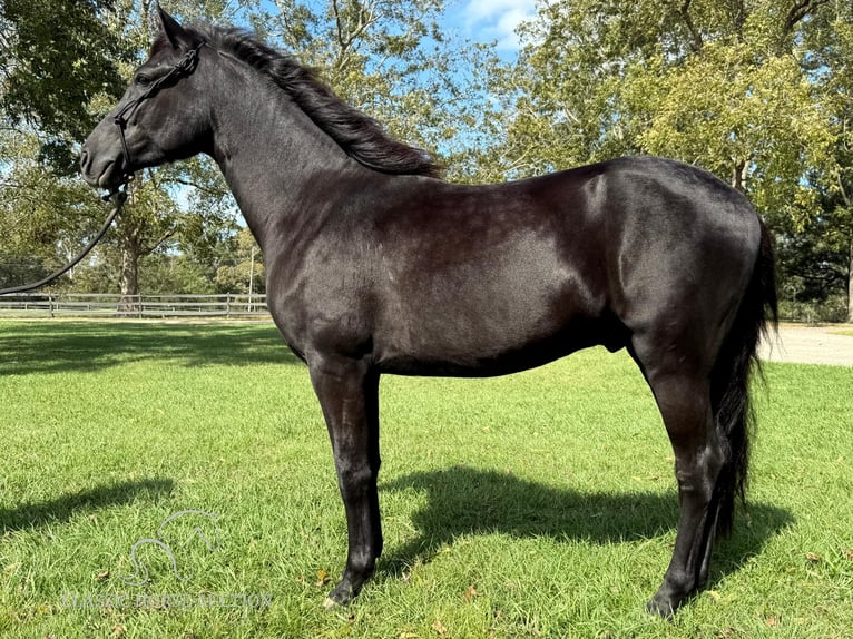 Paso Fino Étalon 2 Ans 142 cm Noir in Poplarville, MS