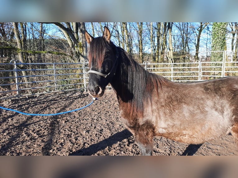 Paso Fino Étalon 3 Ans Grullo in Morsbach