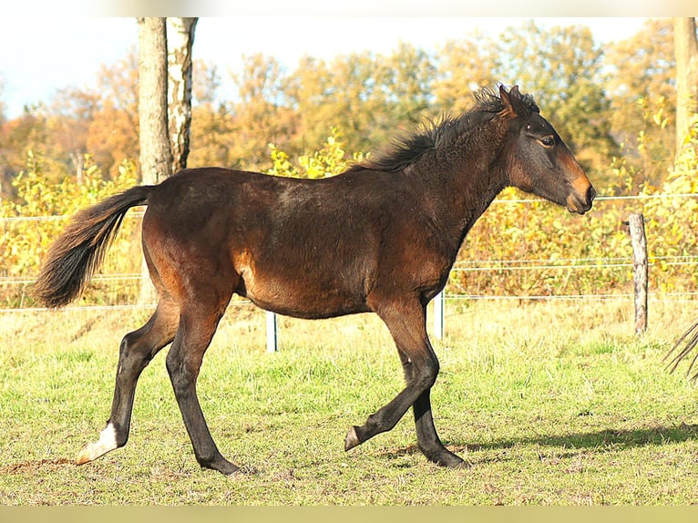 Paso Fino Étalon Poulain (04/2025) 145 cm Bai brun foncé in Orvelte
