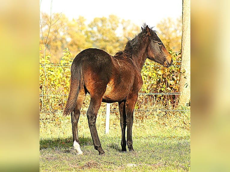 Paso Fino Étalon Poulain (04/2025) 145 cm Bai brun foncé in Orvelte
