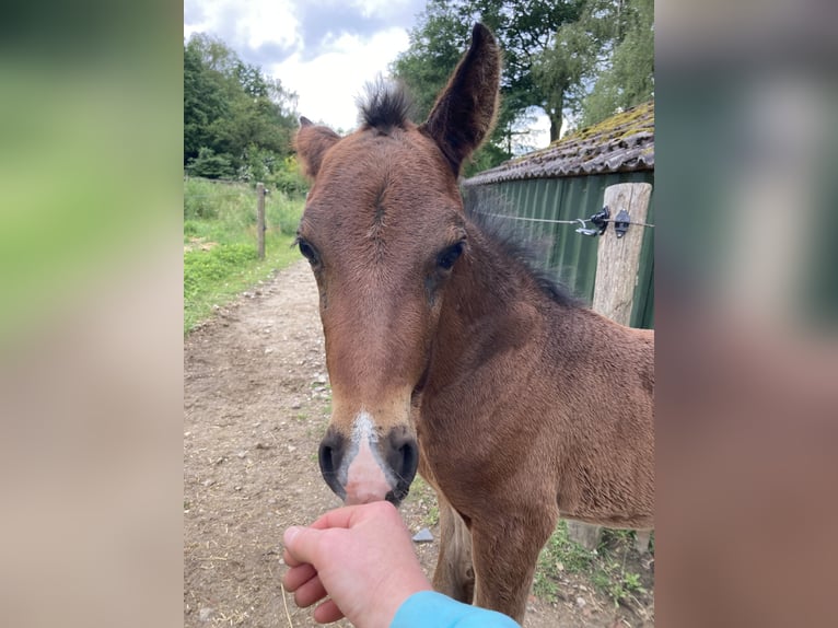 Paso Fino Étalon Poulain (05/2024) Bai brun in Teuge