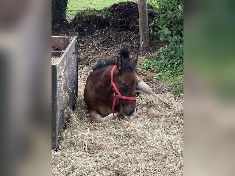 Paso Fino Étalon Poulain (05/2024) Bai brun in Teuge