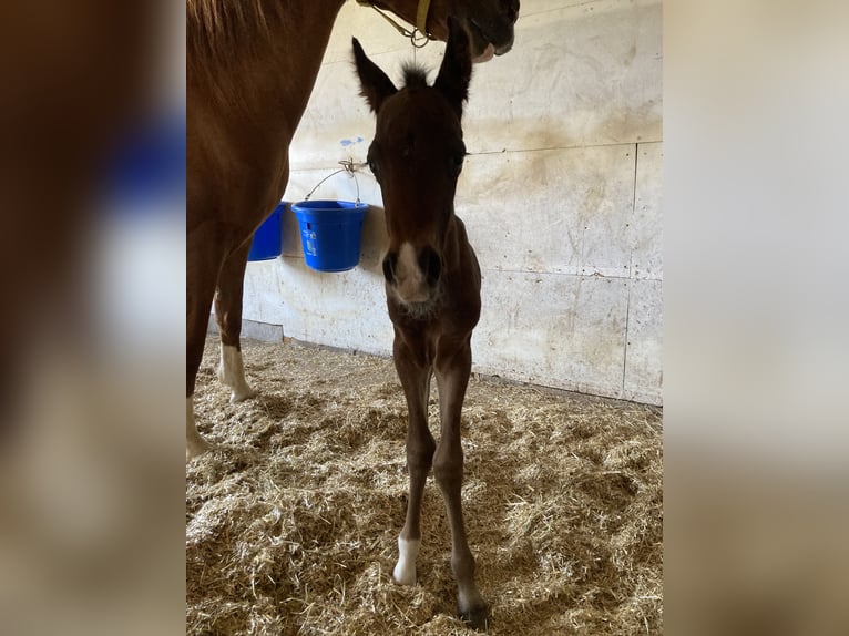 Paso Fino Étalon Poulain (05/2024) Bai brun in Teuge