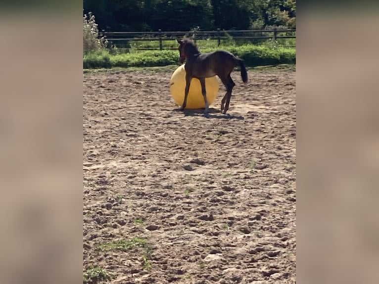 Paso Fino Étalon Poulain (05/2024) Bai brun in Teuge