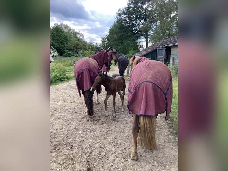 Paso Fino Étalon Poulain (05/2024) Bai brun in Teuge