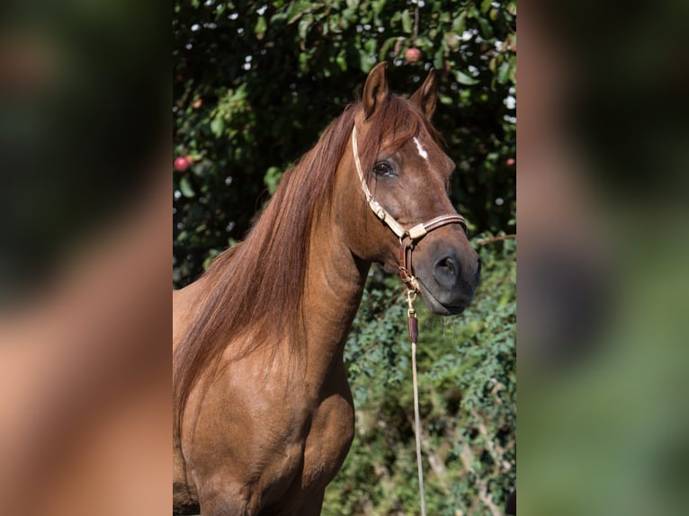 Paso Fino Gelding 16 years 13,3 hh Chestnut-Red in Aletshausen