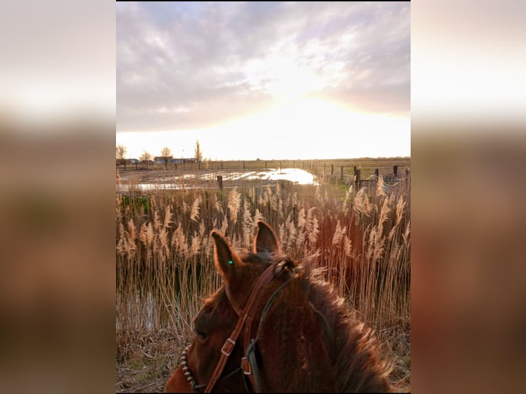 Paso Fino Mix Gelding 17 years 15 hh Bay in Ogden