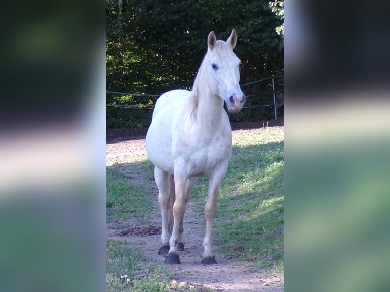 Paso Fino Gelding 19 years 13.3 hh Leopard-Piebald in Arnbruck