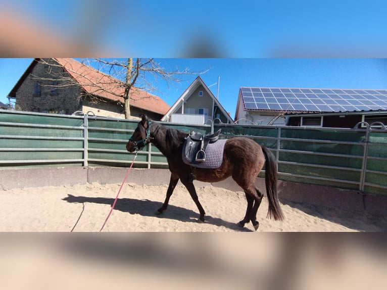 Paso Fino Gelding 1 year 14,1 hh Black in Wiesentheid Paso Fino Gelding 1 year 14,1 hh Black in Wiesentheid