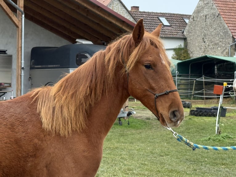 Paso Fino Gelding 2 years 12,2 hh in Wiesentheid