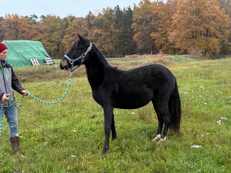 Paso Fino Gelding 2 years 14 hh Black in Wiesentheid