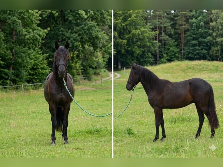 Paso Fino Gelding 2 years 14 hh Brown in Wiesentheid