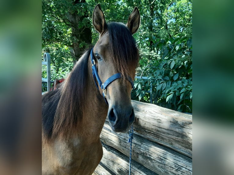 Paso Fino Mix Gelding 2 years Dun in Morsbach