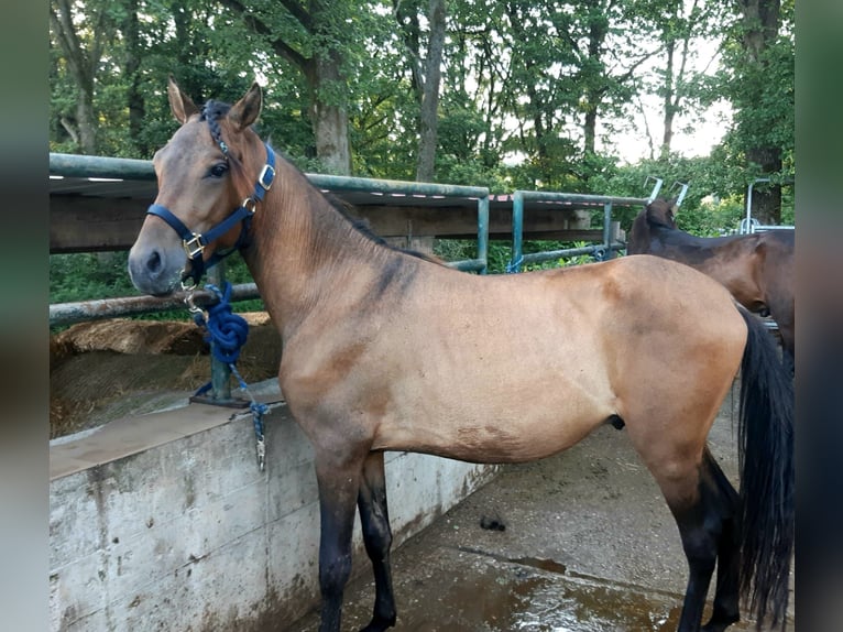 Paso Fino Mix Gelding 2 years Dun in Morsbach