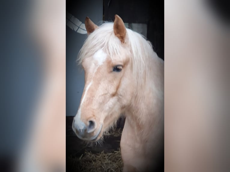 Paso Fino Mix Gelding 3 years 14 hh Palomino in Waldeck