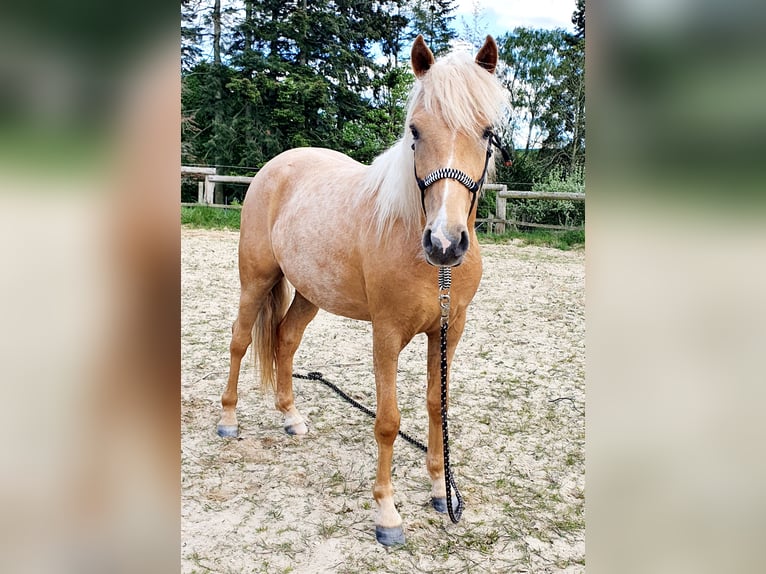 Paso Fino Mix Gelding 3 years 14 hh Palomino in Waldeck