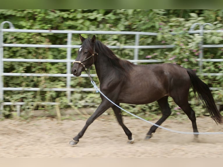 Paso Fino Gelding 3 years Black in Morsbach