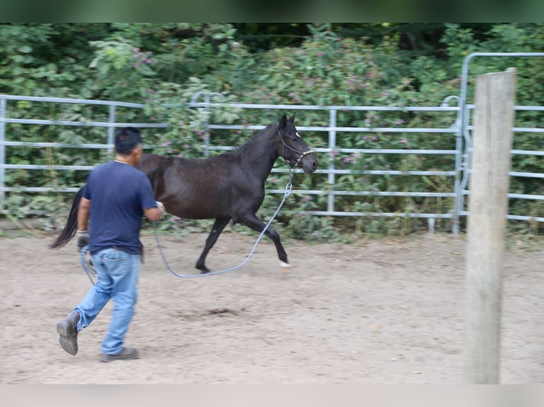 Paso Fino Gelding 3 years Black in Morsbach