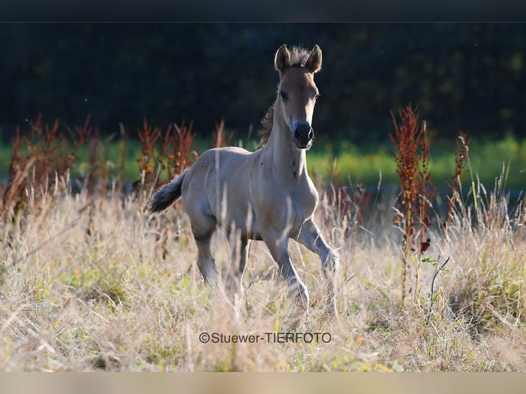 Paso Fino Gelding 3 years Black in Morsbach