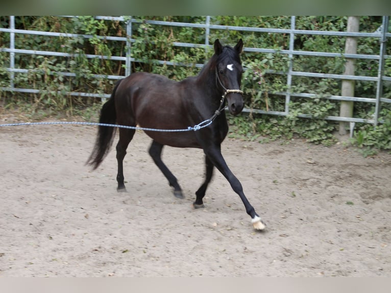 Paso Fino Gelding 3 years Black in Morsbach