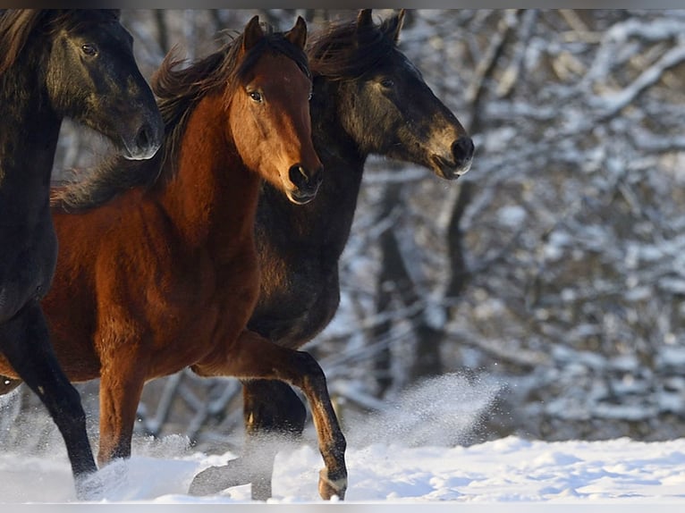 Paso Fino Mix Gelding 3 years Brown in Morsbach