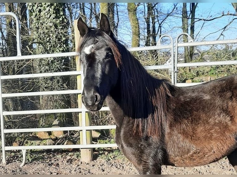 Paso Fino Gelding 3 years in Morsbach
