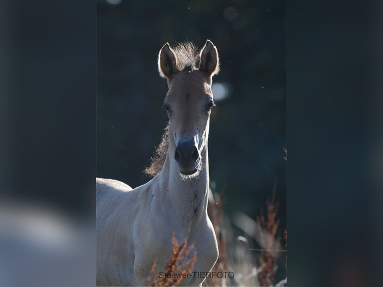 Paso Fino Gelding 3 years in Morsbach