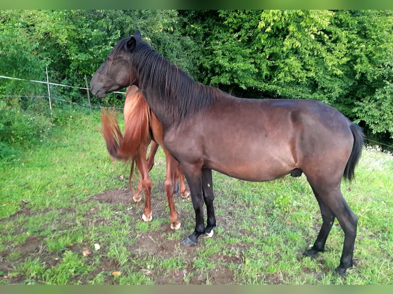 Paso Fino Gelding 3 years in Morsbach