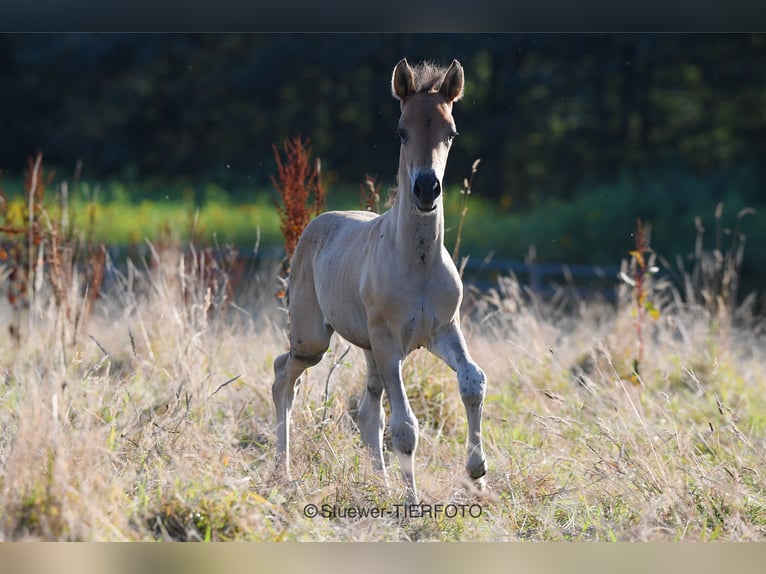 Paso Fino Gelding 3 years in Morsbach
