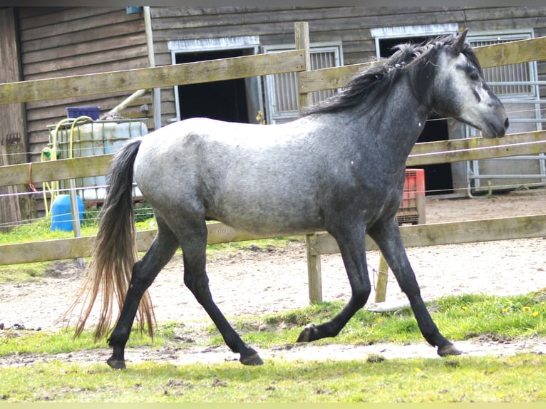 Paso Fino Gelding 4 years 14 hh Gray in Orvelte