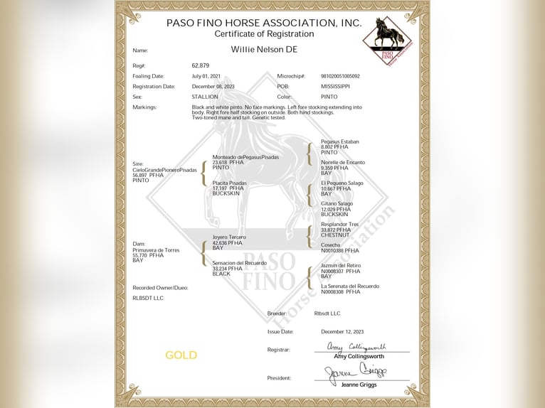 Paso Fino Gelding 4 years 14 hh Tobiano-all-colors in Poplarville, MS