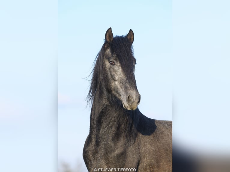 Paso Fino Gelding 4 years 14,2 hh Grey-Dark-Tan in Morsbach