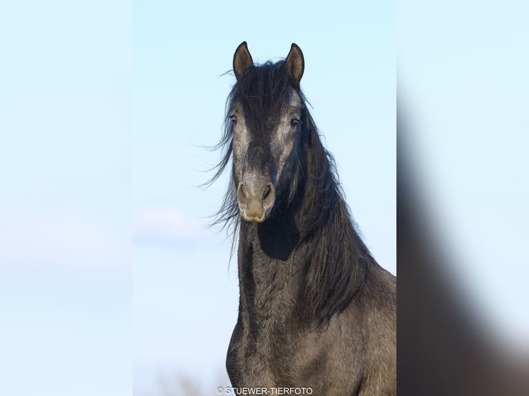 Paso Fino Gelding 4 years 14,2 hh Grey-Dark-Tan in Morsbach