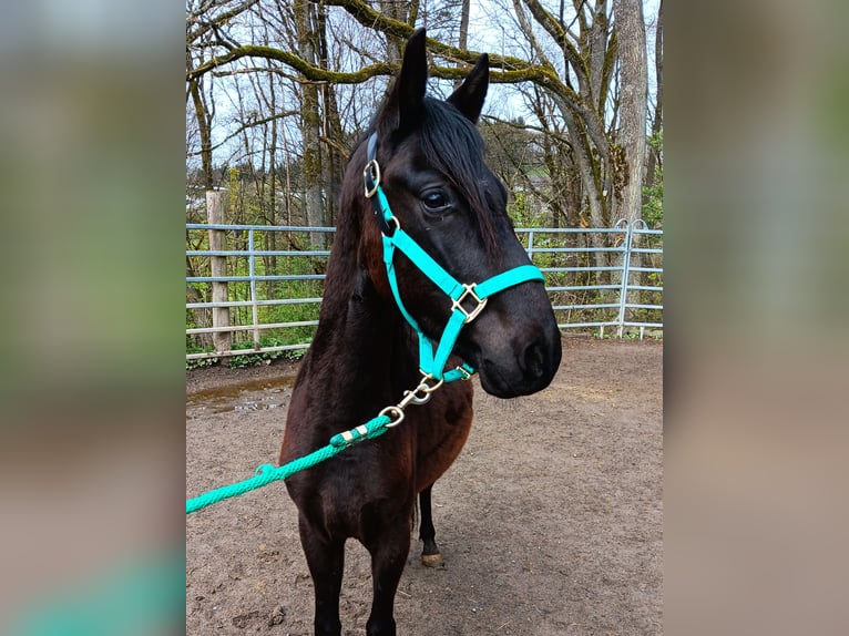 Paso Fino Gelding 4 years Black in Morsbach
