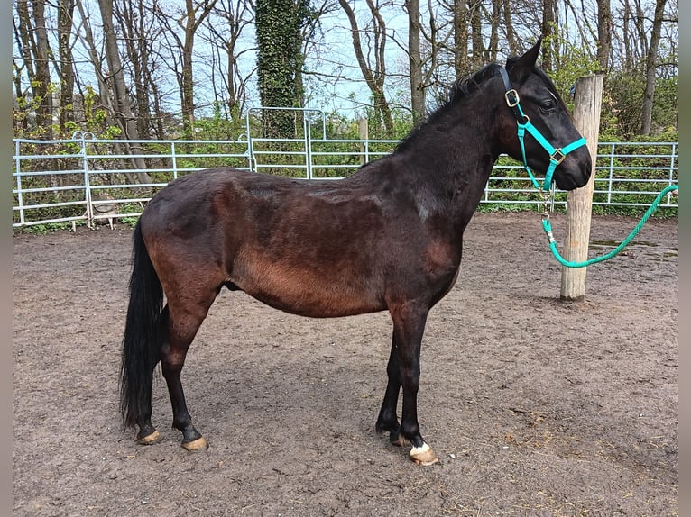 Paso Fino Gelding 4 years Black in Morsbach