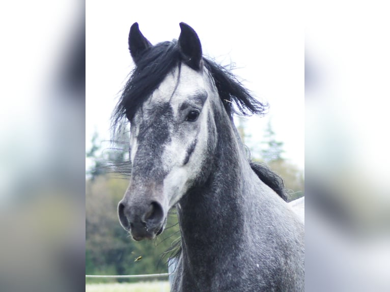 Paso Fino Gelding 5 years 13,3 hh Gray in Orvelte