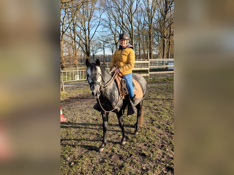 Paso Fino Gelding 5 years 13,3 hh Gray in Orvelte