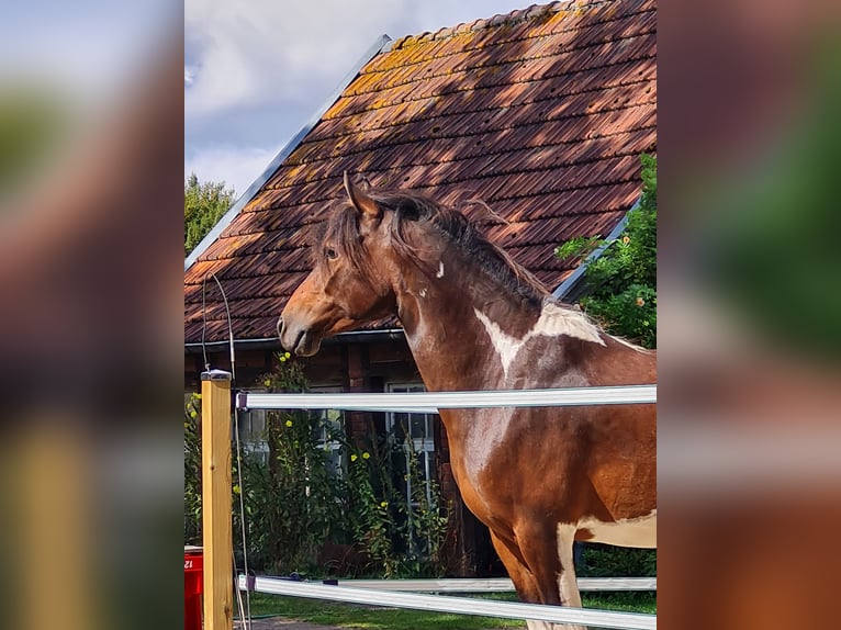 Paso Fino Gelding 5 years 13,1 hh Pinto in Warendorf