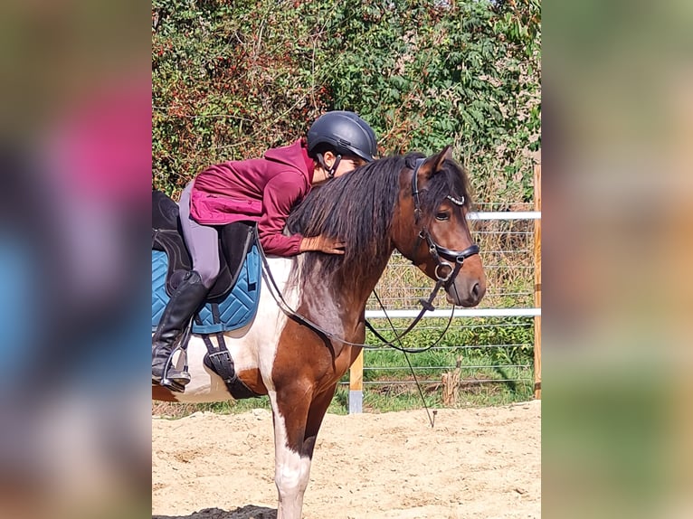 Paso Fino Gelding 5 years 13,1 hh Pinto in Warendorf