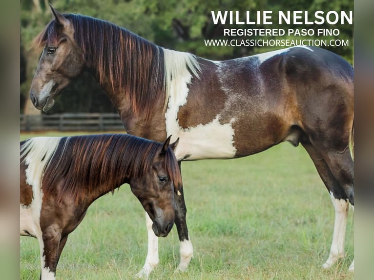 Paso Fino Gelding 5 years 14 hh Tobiano-all-colors in Poplarville, MS