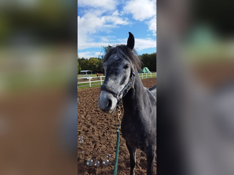 Paso Fino Gelding 5 years 14,1 hh in Wiesentheid Paso Fino Gelding 5 years 14,1 hh in Wiesentheid