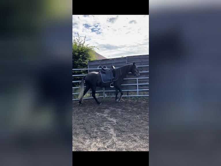 Paso Fino Gelding 5 years 14,1 hh Grey-Dark-Tan in Sugenheim