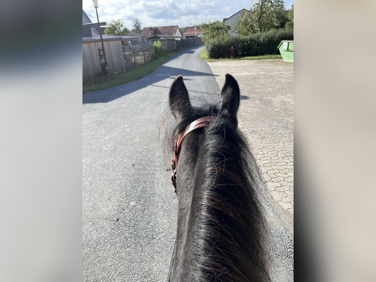 Paso Fino Gelding 5 years 14,2 hh in Sugenheim