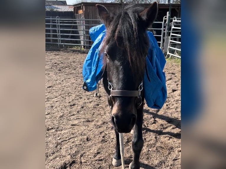 Paso Fino Gelding 5 years 14,2 hh in Sugenheim