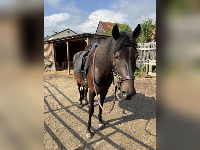 Paso Fino Gelding 5 years 14,2 hh in Sugenheim